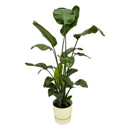 Strelitzia Nicolai inclusief elho Greenville Round wit (8721081601475)