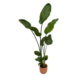 Strelitzia Nicolai inclusief elho Vibes Fold Round roze - 100 cm - Ø18 (8721081601819)