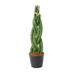 Sansevieria cylindrica 'Twist' - 40 cm - ø10,5 (8721081685093)