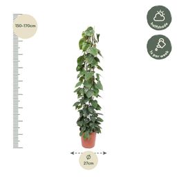 Philodendron Scandens gaasrek - 160 cm - ø27 (8721055691228)