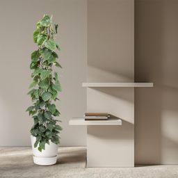 Philodendron Scandens gaasrek - 160 cm - ø27 (8721055691228)