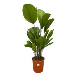 Licuala Grandis - 90 cm - ø24 (8721055691020)