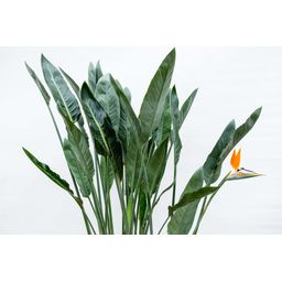 Strelitzia Reginae XL - 160cm - ⌀30 (8721055694151)