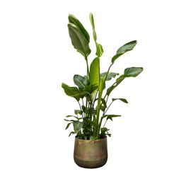 Strelitzia Nicolai de luxe XXL - 250cm - ø40 (8721055694144)