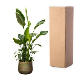 Strelitzia Nicolai de luxe XXL - 250cm - ø40 (8721055694144)