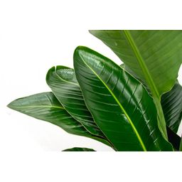 Strelitzia Nicolai de luxe XXL - 250cm - ø40 (8721055694144)