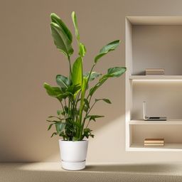 Strelitzia Nicolai de luxe XXL - 250cm - ø40 (8721055694144)