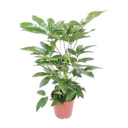 Schefflera Actinophylla Amate (18234)