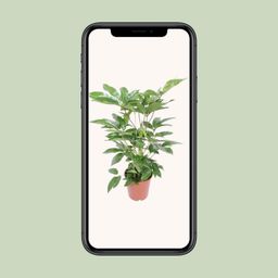 Schefflera Actinophylla Amate (18234)