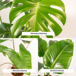 Monstera Deliciosa - Alocasia Zebrina - Strelitzia Nicolai (8720955320092)
