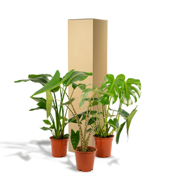 Monstera Deliciosa - Alocasia Zebrina - Strelitzia Nicolai (8720955320092)