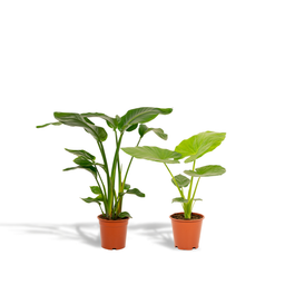 Strelitzia Nicolai - Alocasia Macrorrhiza (8720955320139)