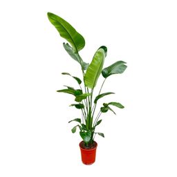 Strelitzia Nicolai - 180-200 cm - ø25-30 (8721055694113)