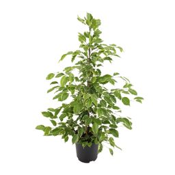 Ficus benjamina Goldenking (8720634289283)
