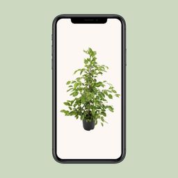 Ficus benjamina Goldenking (8720634289283)