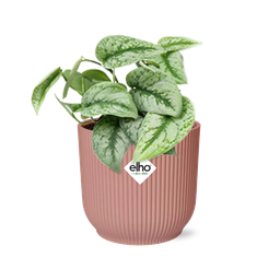 Scindapsus Pictus ‘Trebie’ in ELHO Vibes Fold 14cm roze (21717)