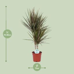 Dracaena Bicolor (19116)