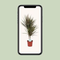 Dracaena Bicolor (19116)