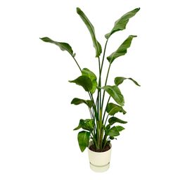 Strelitzia Nicolai inclusief elho Greenville Round wit - 170 cm - Ø30 (8721081601451)