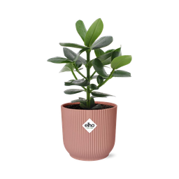 Clusia Princess in ELHO Vibes Fold 14cm roze (21711)