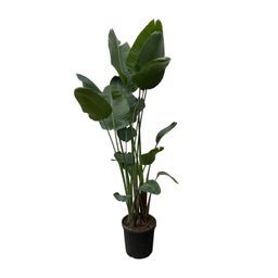 Strelitzia Nicolai XXL - 250 cm - ø50 (8721055694137)