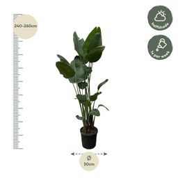 Strelitzia Nicolai XXL - 250 cm - ø50 (8721055694137)
