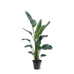 Strelitzia Nicolai XXL - 190 - 225 cm - ø27-ø30 (8721055694120)