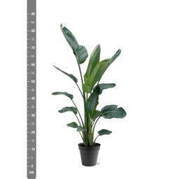 Strelitzia Nicolai XXL - 190 - 225 cm - ø27-ø30 (8721055694120)