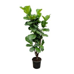 Ficus Lyrata vertakt - 180cm - ⌀32 (8721055693499)
