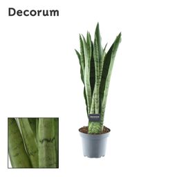 Sansevieria Spearmint (16330)