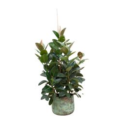 Ficus Robusta vertakt - 150 cm - ø38 (8721055693529)