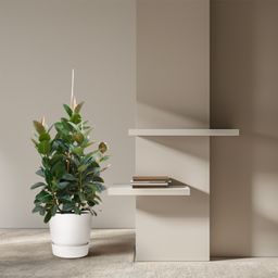Ficus Robusta vertakt - 150 cm - ø38 (8721055693529)