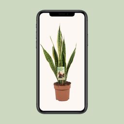 Sansevieria Trifasciata Laurentii (9697)