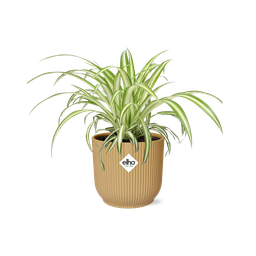 Chlorophytum Comosum Variegatum in ELHO Vibes Fold 14cm geel (21701)