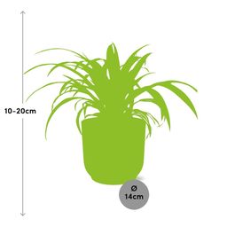 Chlorophytum Comosum Variegatum in ELHO Vibes Fold 14cm geel (21701)
