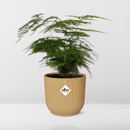 Asparagus Setaceus ‘Plumosus’ in ELHO Vibes Fold 14cm geel (21694)
