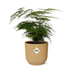 Asparagus Setaceus ‘Plumosus’ in ELHO Vibes Fold 14cm geel (21694)