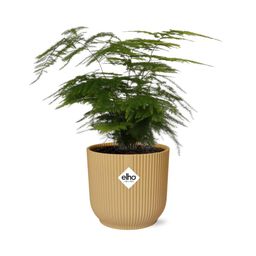Asparagus Setaceus ‘Plumosus’ in ELHO Vibes Fold 14cm geel (21694)