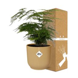 Asparagus Setaceus ‘Plumosus’ in ELHO Vibes Fold 14cm geel (21694)