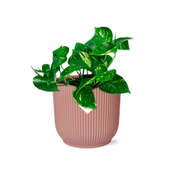 Epipremnum Pinnatum ‘Aureum’ in ELHO Vibes Fold 14cm roze (21713)