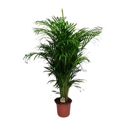 Dypsis Lutescens (20625)