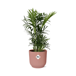 Chamaedorea Elegans in ELHO Vibes Fold 14cm roze (21710)