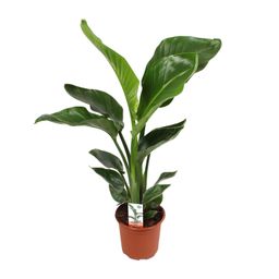 Strelitzia Nicolai (18065)