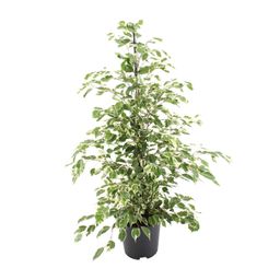 Ficus benjamina Twilight (8720634289276)