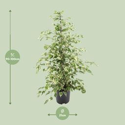 Ficus benjamina Twilight (8720634289276)