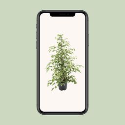 Ficus benjamina Twilight (8720634289276)