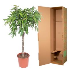 Ficus Amstel King - 130 cm - ø30 (8721055690627)