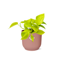 Epipremnum Pinnatum ‘Golden Pothos’ in ELHO Vibes Fold 14cm roze (21714)