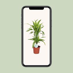 Dracaena Lemon Lime (19173)