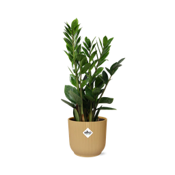 Zamioculcas – Hoogte 45-50 in ELHO Vibes Fold 14cm geel (21700)